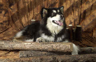 阿拉斯加犬 极地之王的影像收藏与多元应用指南