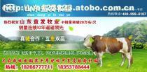 【我想养绵羊】[标题],价格,厂家,图片,供应商,牲畜,赖玉旺 - 个体经营 - 产品库 - 阿土伯交易网