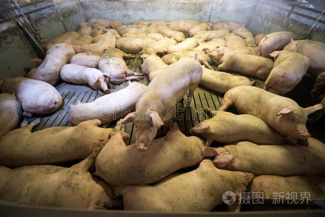 栽培 食物 哺乳动物 牲畜 农场 法罗 病毒 出口 工厂